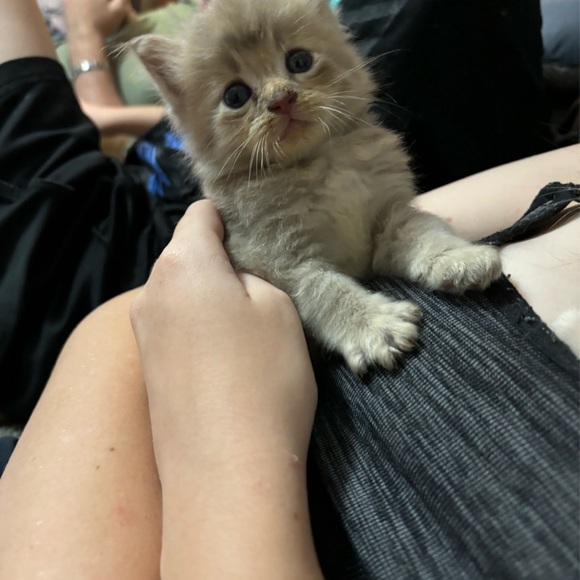 GOING LIVE NOW!!  $5 Starts! Weekly Vintage and Estate Jewelry Show - Picture 5 of 14